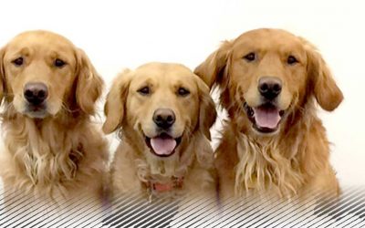 5 golden retrievers