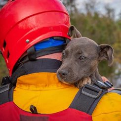 puppy rescued from flood on volunteers shoulder