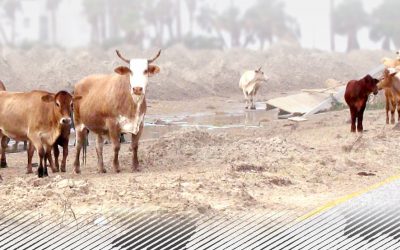 Cattle in the road