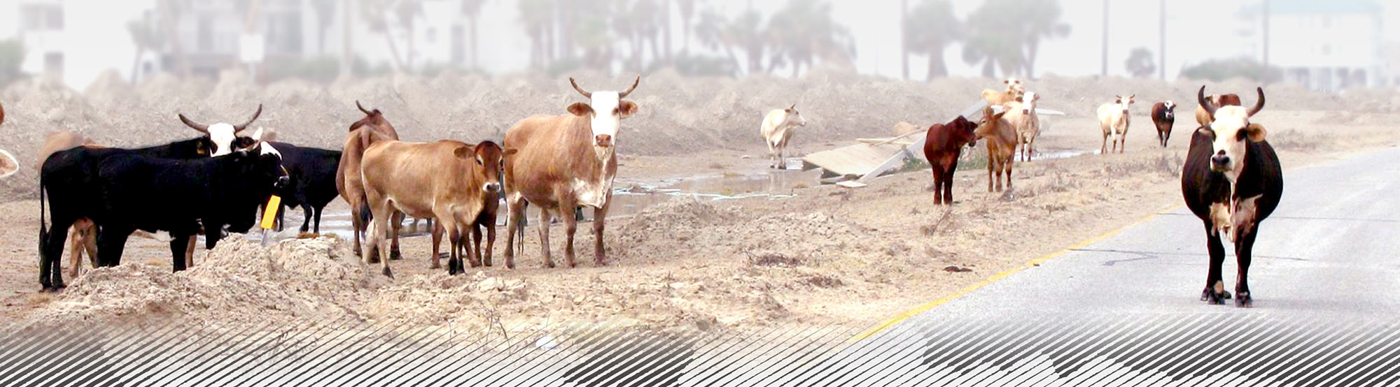 Cattle in the road