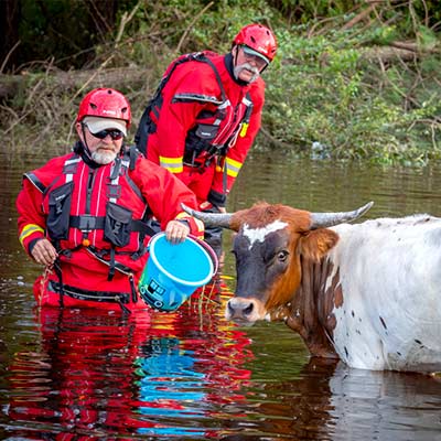 livestock flood disaster