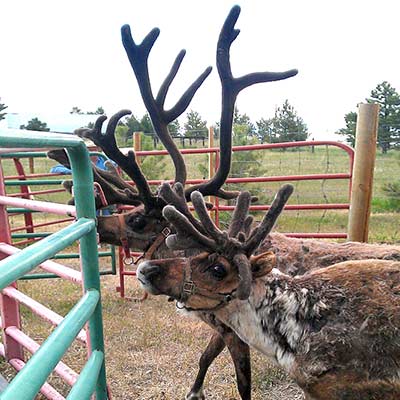 reindeer in pen