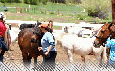 People with horses in pen