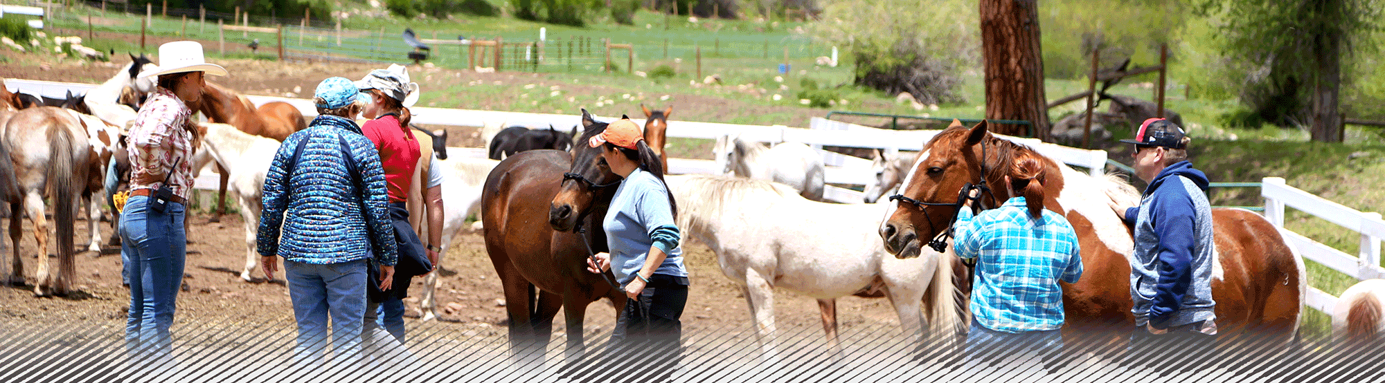 People with horses in pen