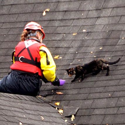 cat being rescued on roof