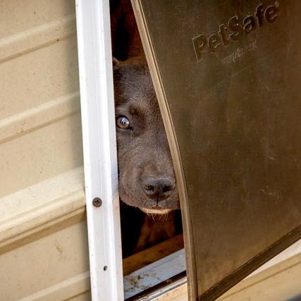 dog peeking out from doggie door
