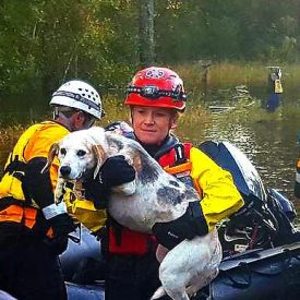 dogs being rescued in boat during a flood