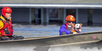 dog being rescued in boat during flood