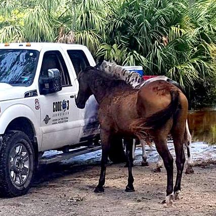 malnourished horse standing by truck